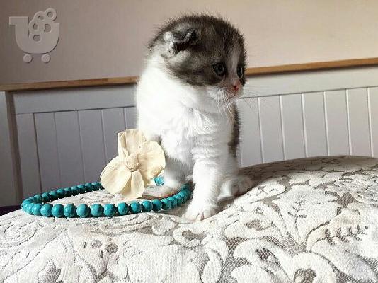 PoulaTo: Zapanjujući škotski nabor Tica Kitten Ready